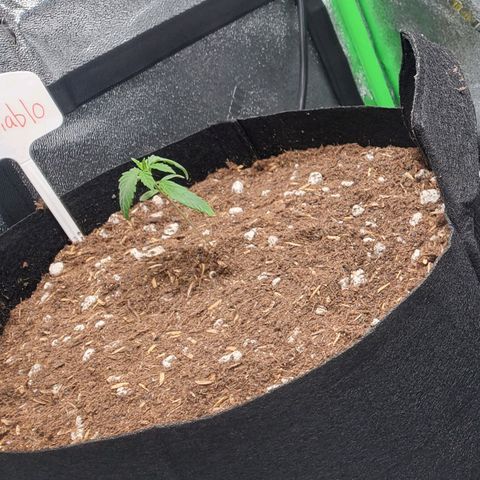 El Diablo growlog photo: Big fan leaves on this strain 