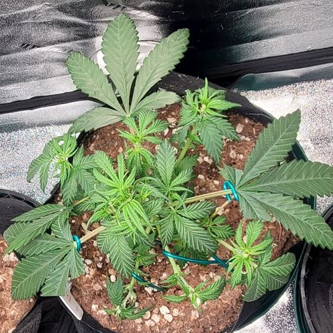 El Diablo growlog photo: Big fan leaves on this strain 