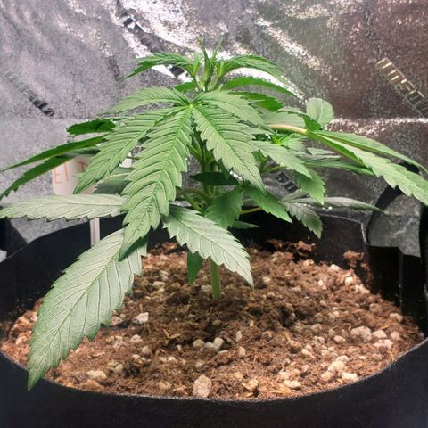 El Diablo growlog photo: Big fan leaves on this strain 