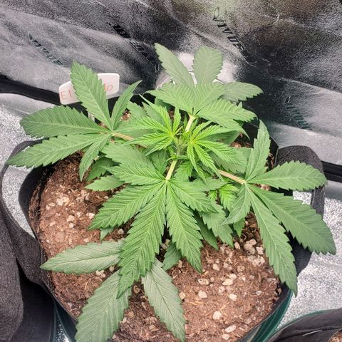 El Diablo growlog photo: Big fan leaves on this strain 
