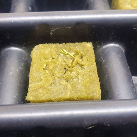 El Diablo growlog photo: Big fan leaves on this strain 