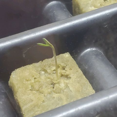 El Diablo growlog photo: Big fan leaves on this strain 
