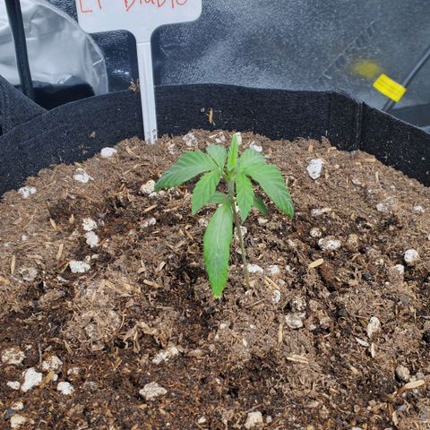 El Diablo growlog photo: Big fan leaves on this strain 