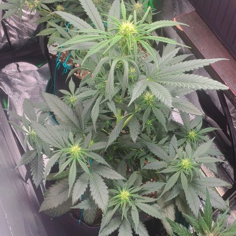 El Diablo growlog photo