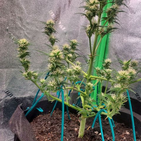 El Diablo growlog photo