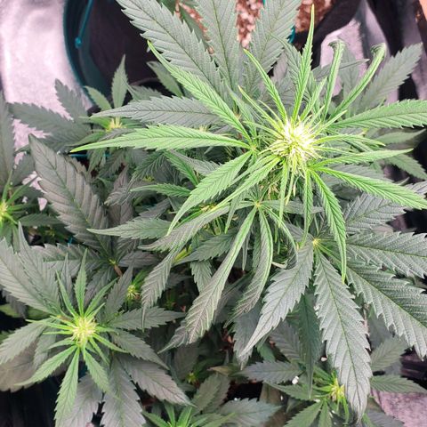 El Diablo growlog timeline photo