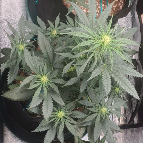 El Diablo growlog timeline photo
