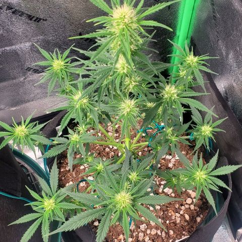 El Diablo growlog timeline photo