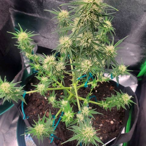 El Diablo growlog timeline photo