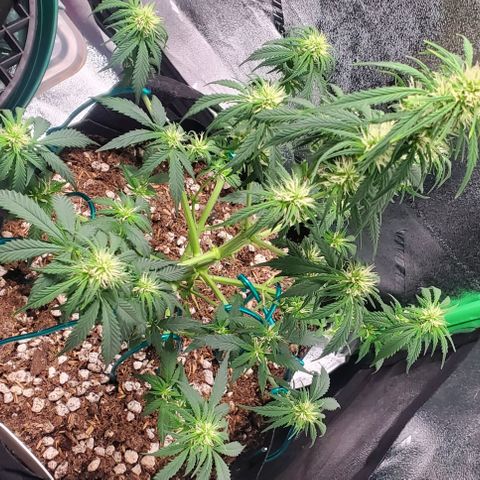 El Diablo growlog timeline photo