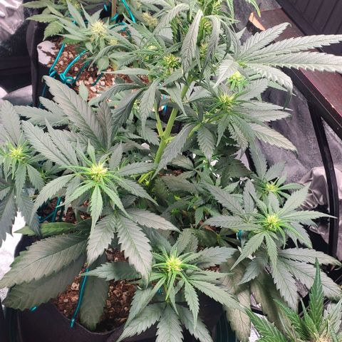 El Diablo growlog timeline photo