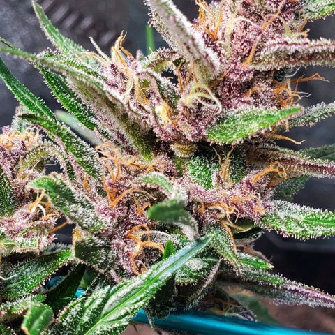 BlackBerry (63 day) Auto (Topped) growlog photo: About a week left to go before Harvest