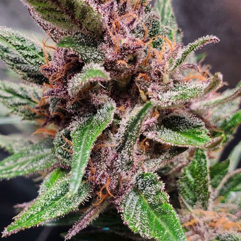BlackBerry (63 day) Auto (Topped) growlog photo: About a week left to go before Harvest