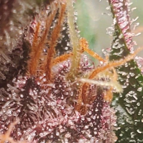 BlackBerry (63 day) Auto (Topped) growlog timeline photo