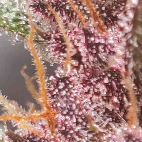 BlackBerry (63 day) Auto (Topped) growlog timeline photo