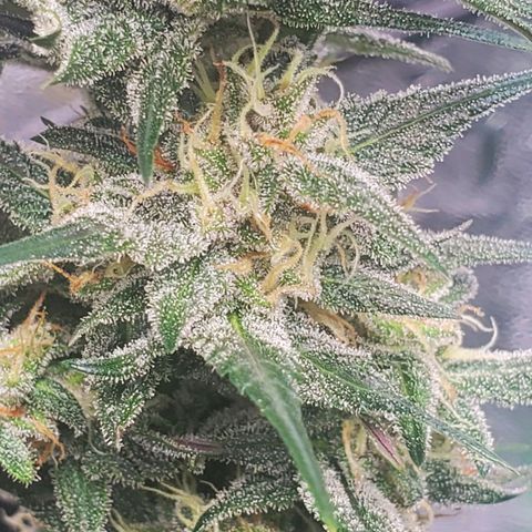 Blackberry (63 day) Auto (Not Topped) growlog photo: Waiting for trichomes to become a little more cloudy 