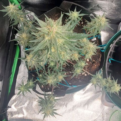 Blackberry (63 day) Auto (Not Topped) growlog photo: Waiting for trichomes to become a little more cloudy 