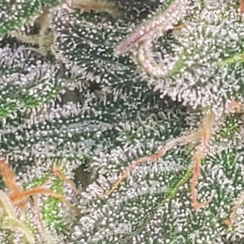 Blackberry (63 day) Auto (Not Topped) growlog photo: Waiting for trichomes to become a little more cloudy 