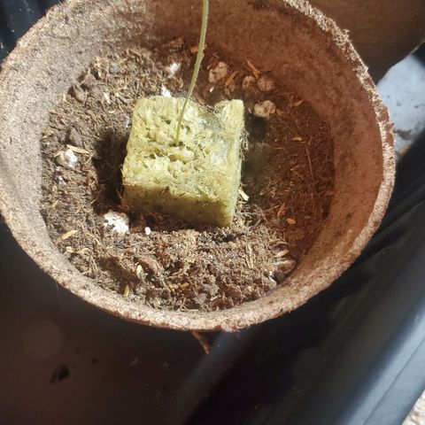 Forbidden Runtz Auto growlog timeline photo