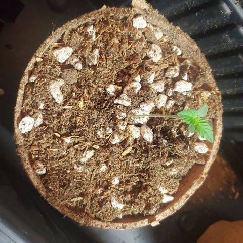 Forbidden Runtz Auto growlog timeline photo