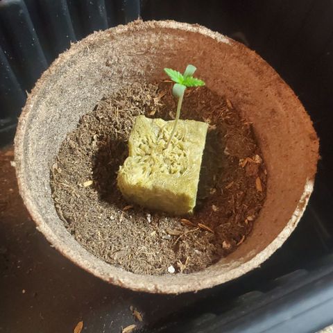 BlackBerry Auto x3 growlog timeline photo