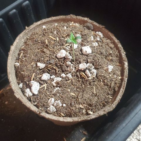 BlackBerry Auto x3 growlog timeline photo