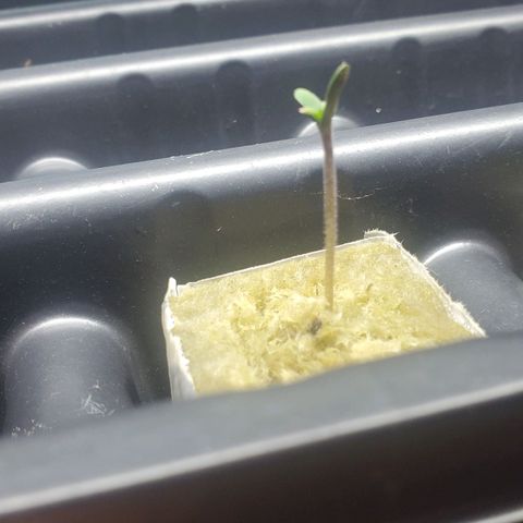 Gorilla Glue Auto x1 growlog timeline photo