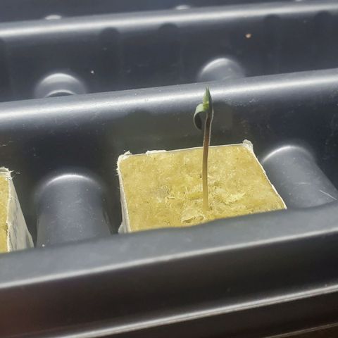 Gorilla Glue Auto x2 growlog timeline photo