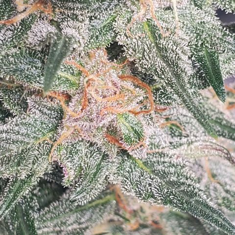 Blackberry (63 day) Auto (Not Topped) growlog timeline photo