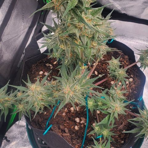 Blackberry (63 day) Auto (Not Topped) growlog timeline photo