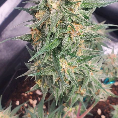 Blackberry (63 day) Auto (Not Topped) growlog timeline photo