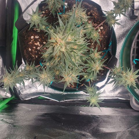 Blackberry (63 day) Auto (Not Topped) growlog timeline photo