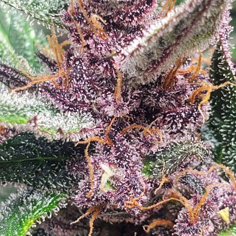 BlackBerry (63 day) Auto (Topped) growlog timeline photo