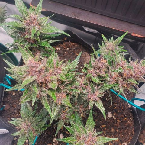 BlackBerry (63 day) Auto (Topped) growlog timeline photo