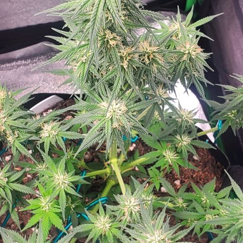 El Diablo growlog timeline photo
