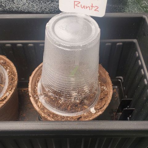 Forbidden Runtz Auto growlog timeline photo