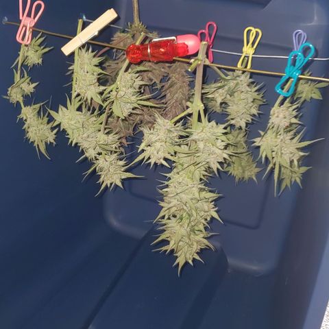 Blackberry (63 day) Auto (Not Topped) growlog photo: The purple plant is the plant that got topped.