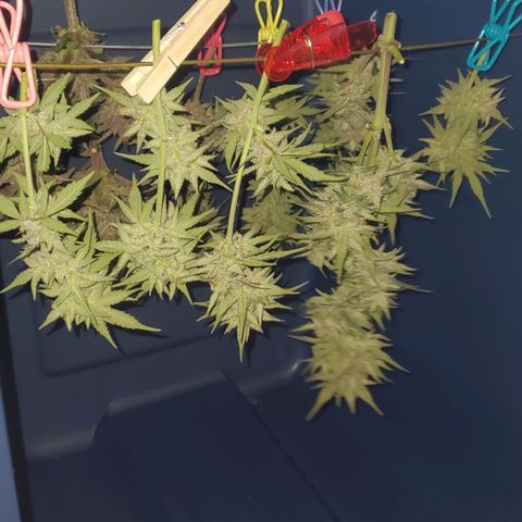 Blackberry (63 day) Auto (Not Topped) growlog photo: The purple plant is the plant that got topped.