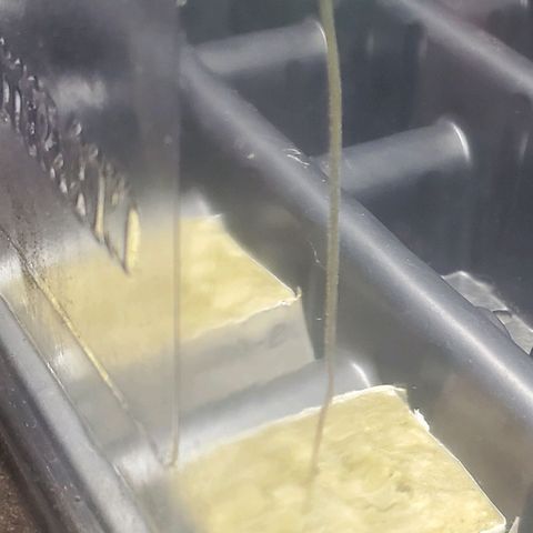 Gorilla Glue Auto x2 growlog timeline photo