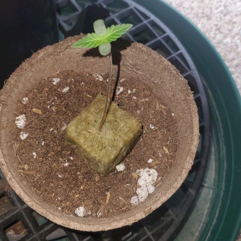 Gorilla Glue Auto x2 growlog timeline photo