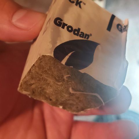 Gorilla Glue Auto x1 growlog timeline photo