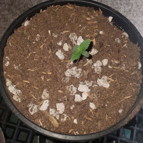 Gorilla Glue Auto x1 growlog timeline photo