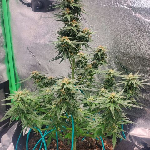 El Diablo growlog timeline photo