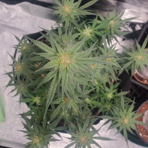 El Diablo growlog timeline photo