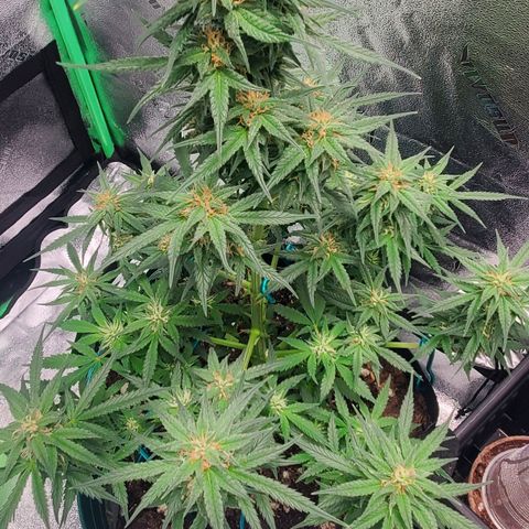 El Diablo growlog timeline photo