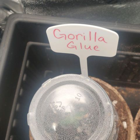 Gorilla Glue Auto x2 growlog timeline photo