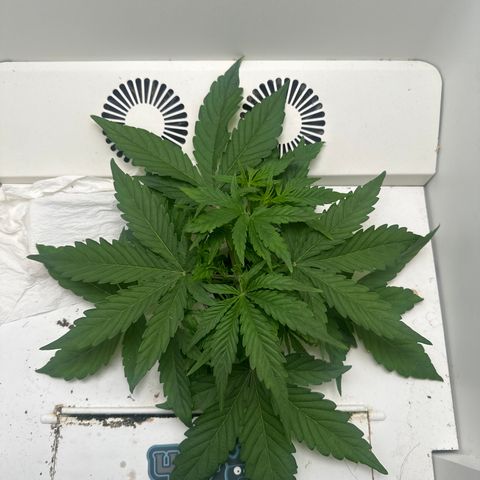 Mango stick  growlog timeline photo