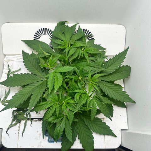 Mango stick  growlog timeline photo