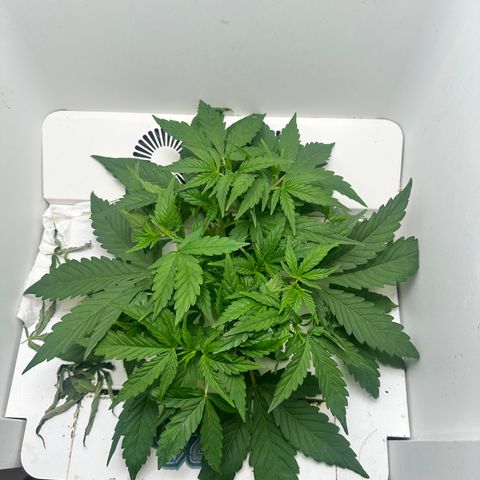 Mango stick  growlog timeline photo