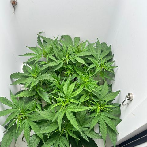 Mango stick  growlog timeline photo